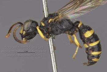 Media type: image;   Entomology 13783 Aspect: habitus lateral view